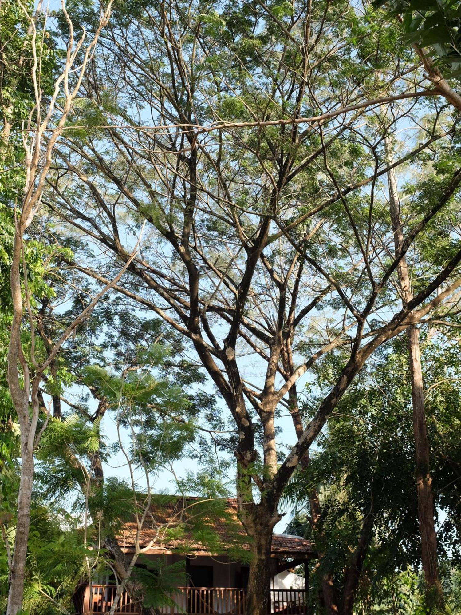 פנתאי צנאנג Rumah Jah Langkawi מראה חיצוני תמונה